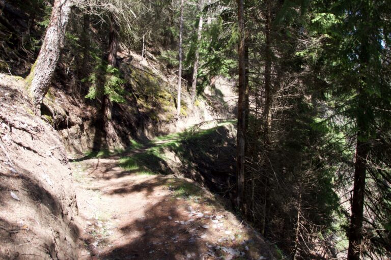 forêt le long du parcours